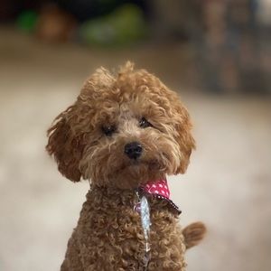 Meet your Posher, Michelle